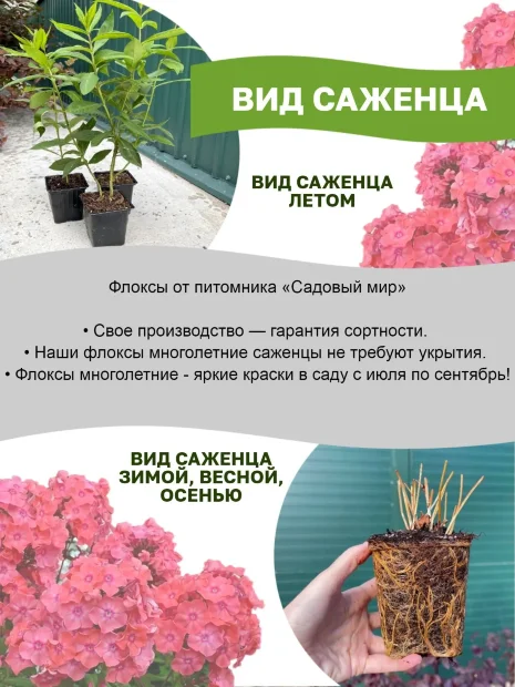 Флокс Капелька