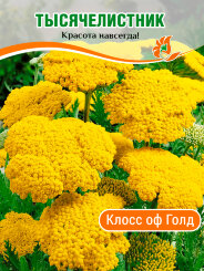 Тысячелистник Клос оф Голд Тысячелистник Клос оф Голд