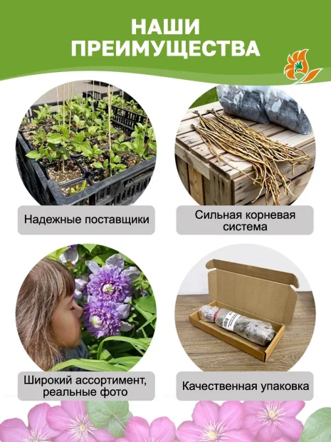 Клематис Фёст Лайт саженцы 