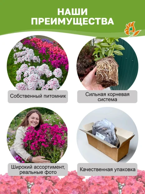 Флокс Дракон