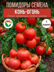 Томат Конь-огонь