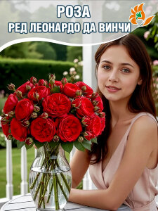Роза Ред Леонардо да Винчи Роза Ред Леонардо да Винчи