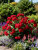 Роза Ред Леонардо да Винчи