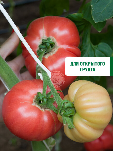 Томат Сахарный пудовичок семена 