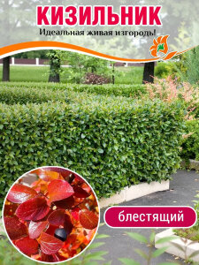 Кизильник блестящий Кизильник блестящий