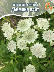 Астранция Даймонд Вайт (крупная) Астранция Даймонд Вайт (крупная)