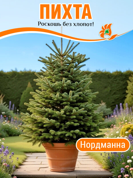 Пихта Нордманна (кавказская)