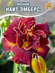 Лилейник Найт Эмберс Лилейник Найт Эмберс