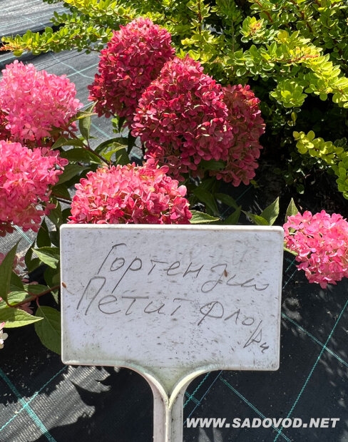 Гортензия Петит Флори (метельчатая) саженцы 