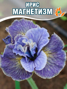 Ирис Магнетизм (сибирский) Ирис Магнетизм (сибирский)