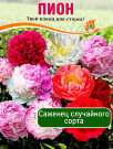 Пион случайный сорт (травянистый) Пион случайный сорт (травянистый)