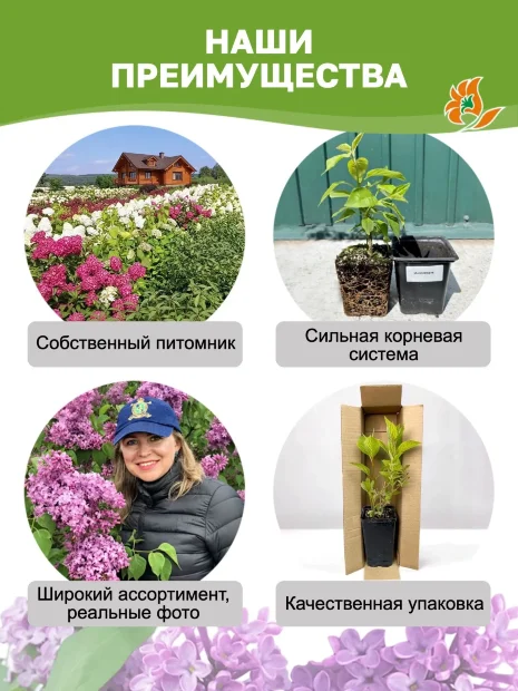 Сирень Федерико Гарсиа Лорка (обыкновенная) саженцы 