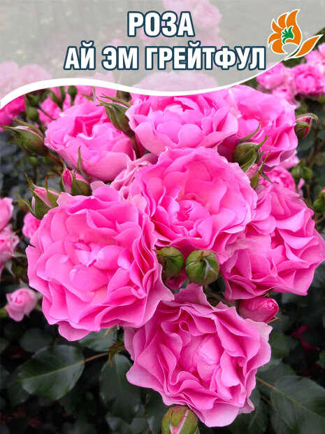 Роза Ай Эм Грейтфул 