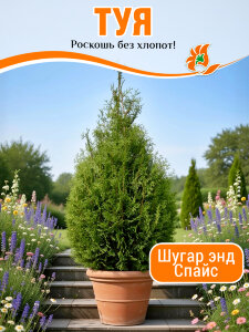 Туя Шугар энд Спайс (складчатая) Туя Шугар энд Спайс (складчатая)