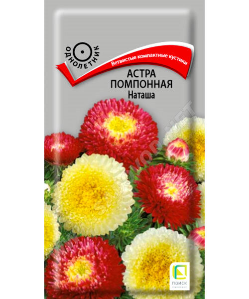 Астра помпонная Наташа семена
