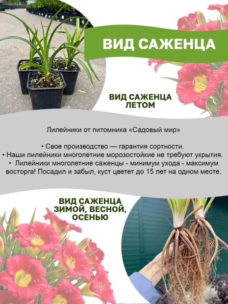 Лилейник Буби Руби