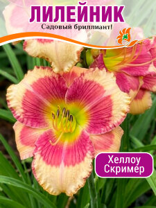 Лилейник Хэллоу Скример Лилейник Хэллоу Скример