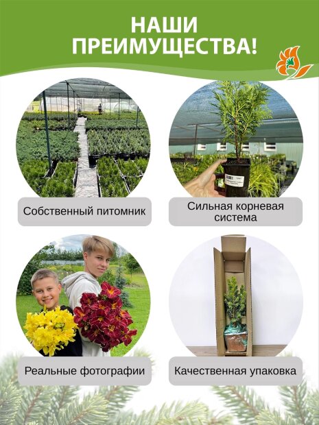 Можжевельник Арнольд (обыкновенный)