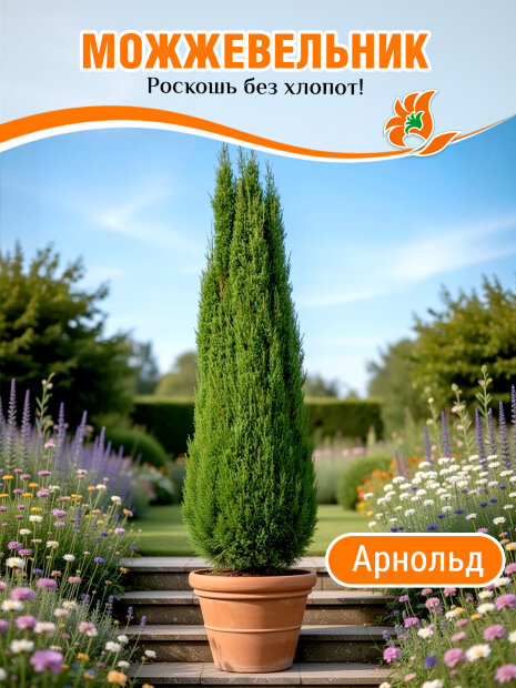 Можжевельник Арнольд (обыкновенный)