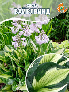 Хоста Вайрлвинд Хоста Вайрлвинд