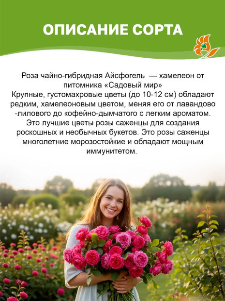 Роза Айсфогель