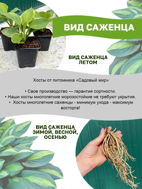 Хоста Франси (гибридная)