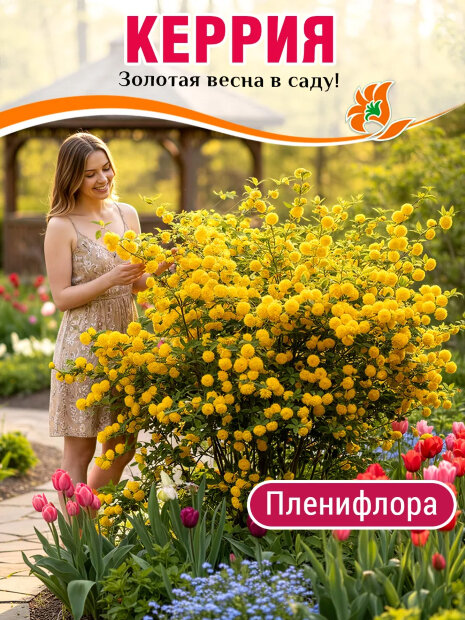 Керрия Пленифлора (японская) саженцы 