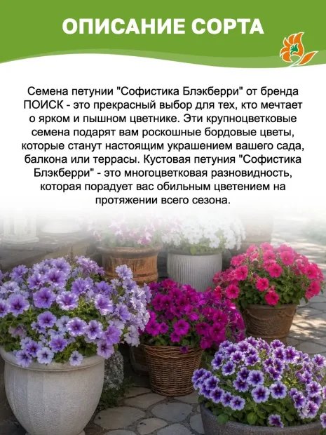Петуния гибридная Софистика Блэкберри семена
