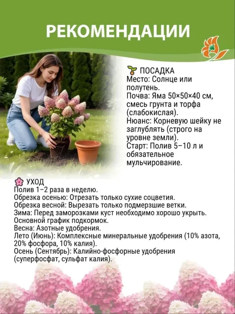 Гортензия Саммер Лав (метельчатая)