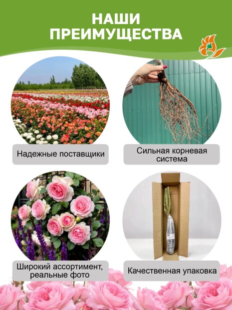 Роза Викторианский Секрет 