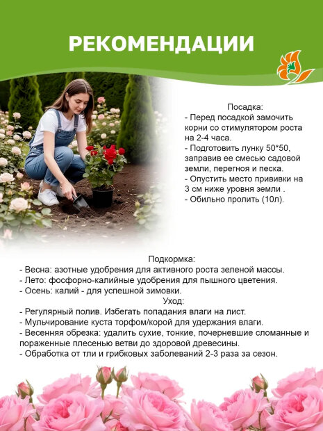 Роза Викторианский Секрет 