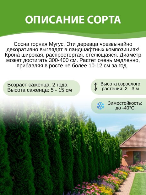 Сосна Мугус (горная)