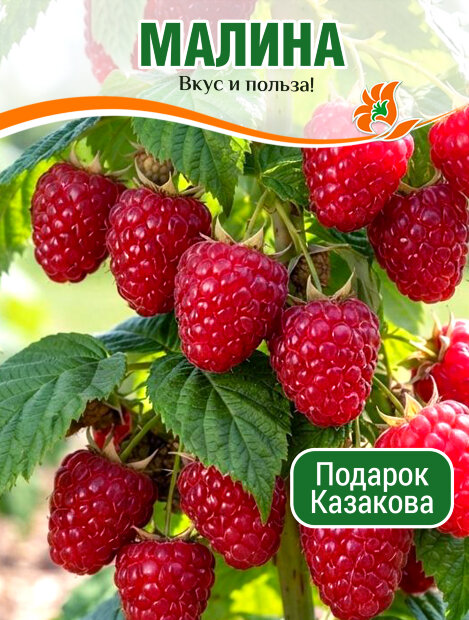 Малина Подарок Казакова (ремонтантная) саженцы 