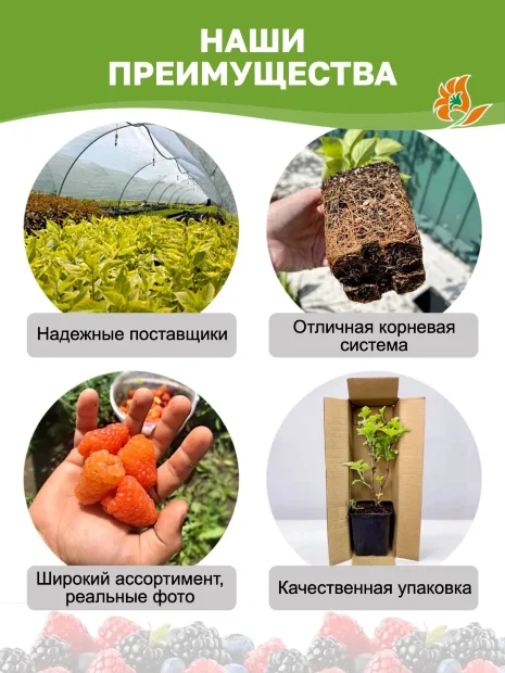 Малина Подарок Казакова (ремонтантная) саженцы 