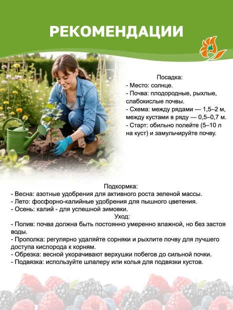 Малина Подарок Казакова (ремонтантная) саженцы 