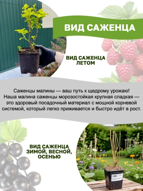 Малина Подарок Казакова (ремонтантная) саженцы 