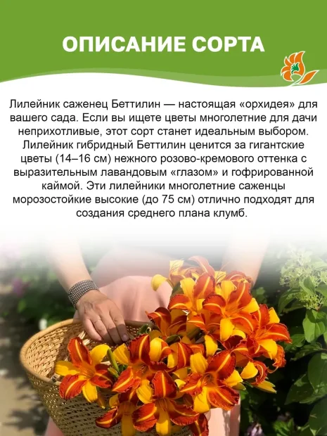Лилейник Беттилин