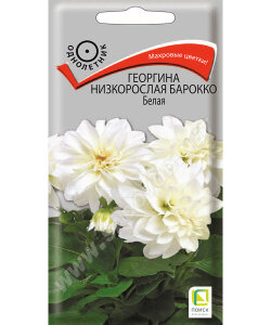 Георгина низкорослая Барокко Белая