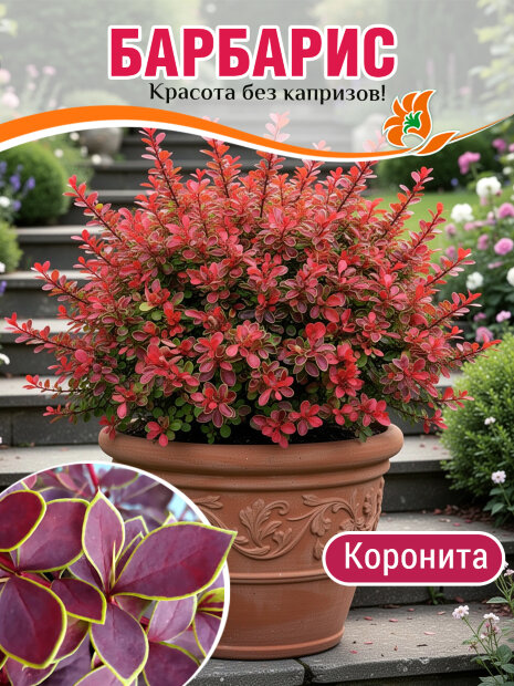 Барбарис Коронита (Тунберга) саженцы 