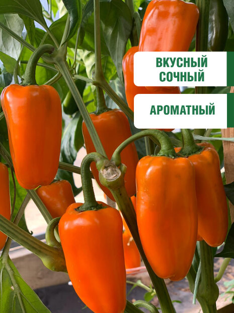 Перец сладкий Оранжевый Букет семена 