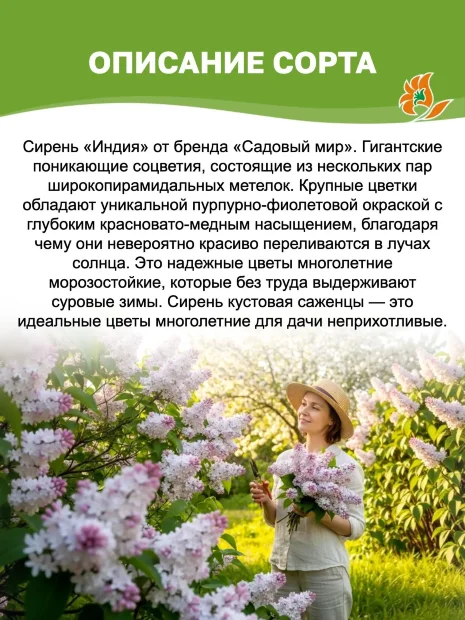 Сирень Индия (обыкновенная)  саженцы 