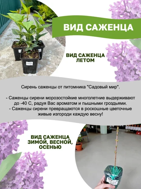 Сирень Индия (обыкновенная)  саженцы 