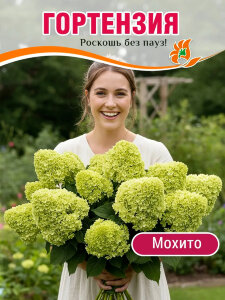 Гортензия Мохито (метельчатая) Гортензия Мохито (метельчатая)