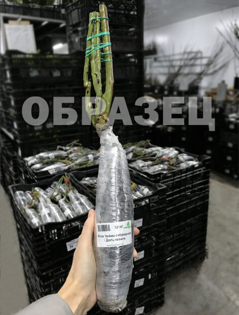 Роза Чарити 