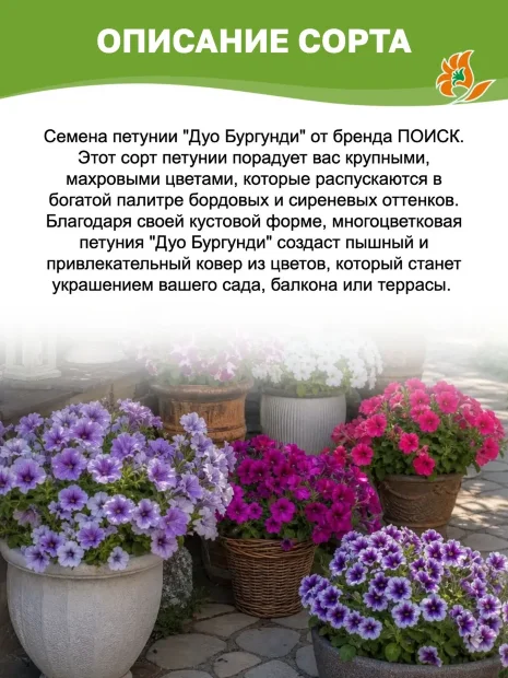 Петуния махровая многоцветковая Дуо Бургунди семена
