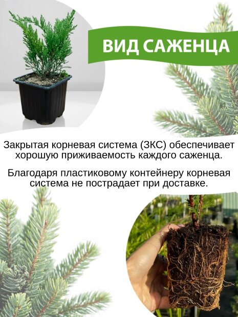 Туя Столвик (западная)