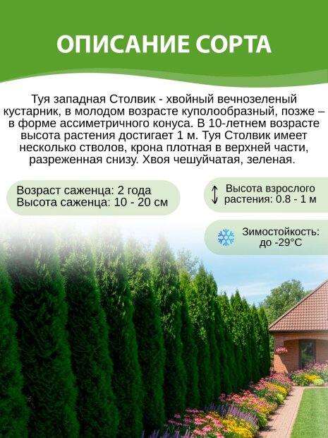 Туя Столвик (западная)