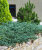 Можжевельник Блю Данубе (казацкий)