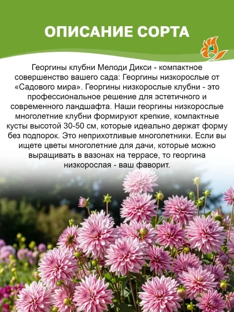 Георгин Мелоди Дикси (низкорослый) 