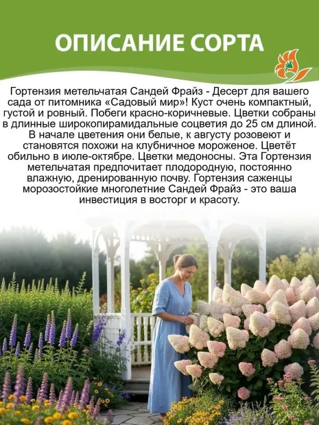 Гортензия Сандей Фрайз (метельчатая) саженцы 